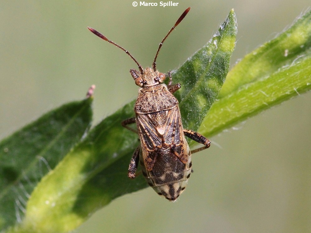 Rophalidae: Stictopleurus punctatonervosus